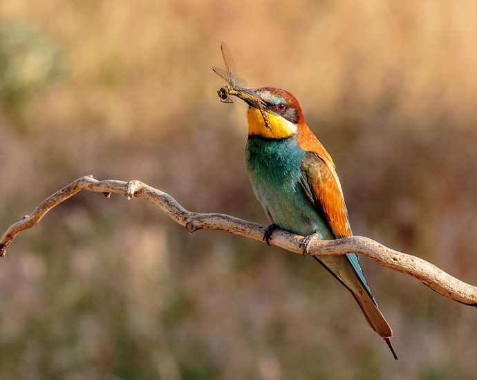 gyurgyalag Merops apiaster gyurgyalagtelepítés gyurgyalagtelep