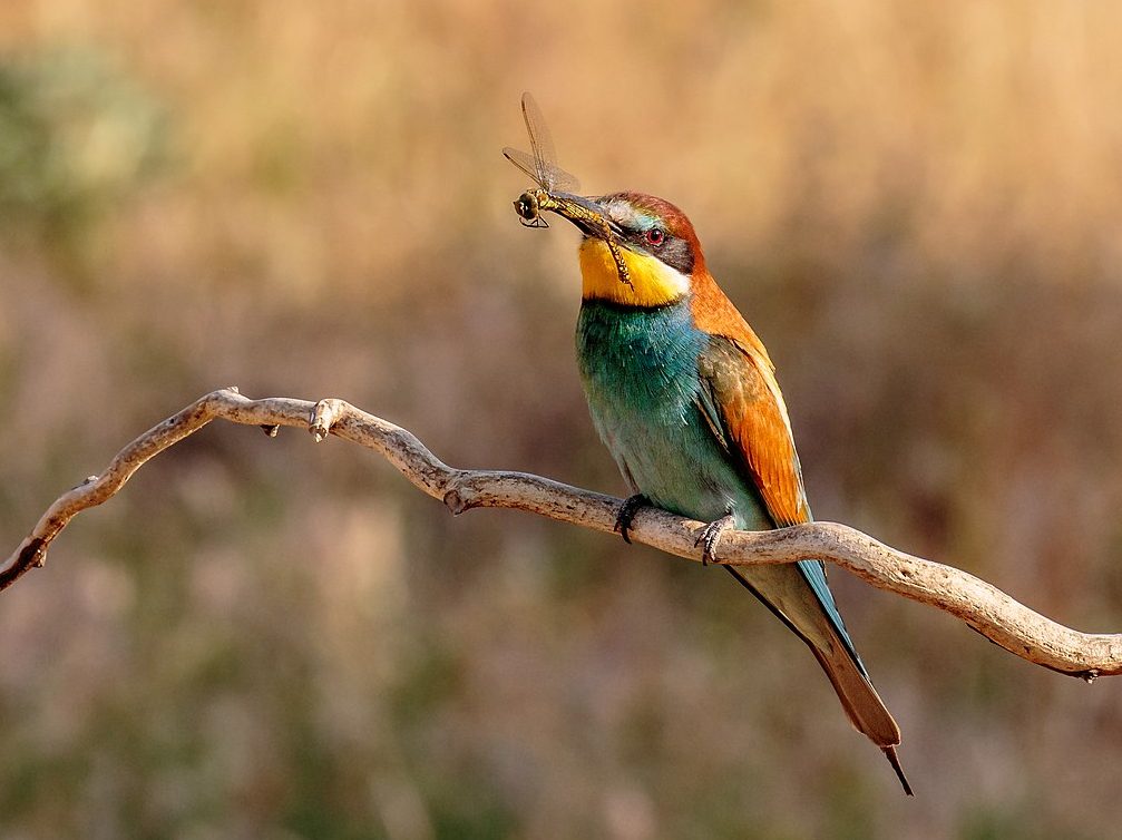gyurgyalag Merops apiaster gyurgyalagtelepítés gyurgyalagtelep