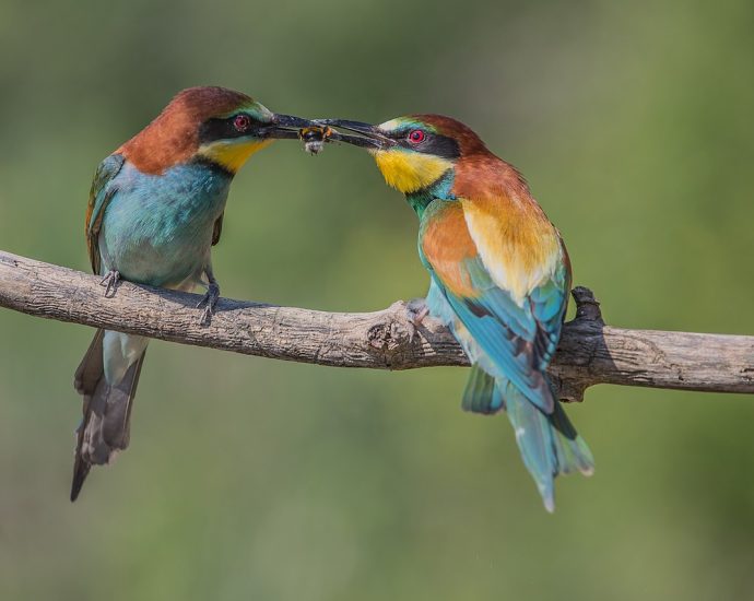 gyurgyalag Merops apiaster gyurgyalagpár