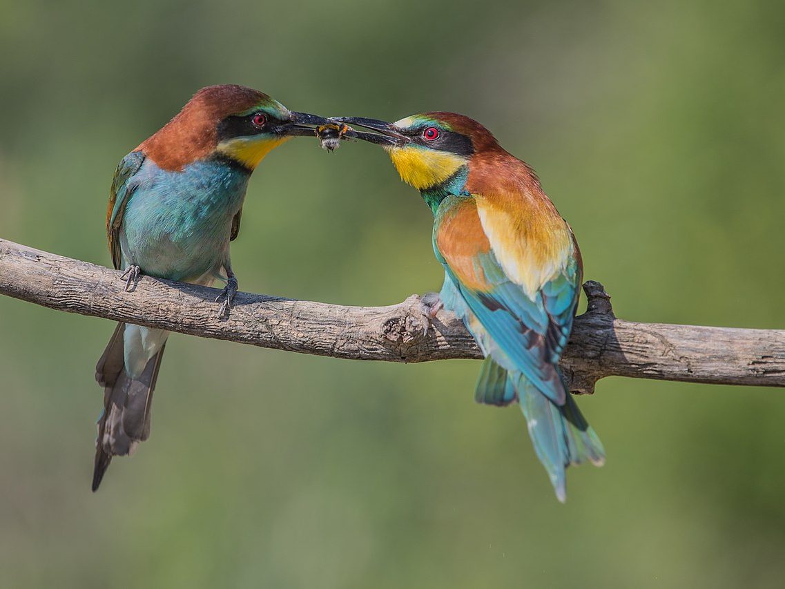 gyurgyalag Merops apiaster gyurgyalagpár