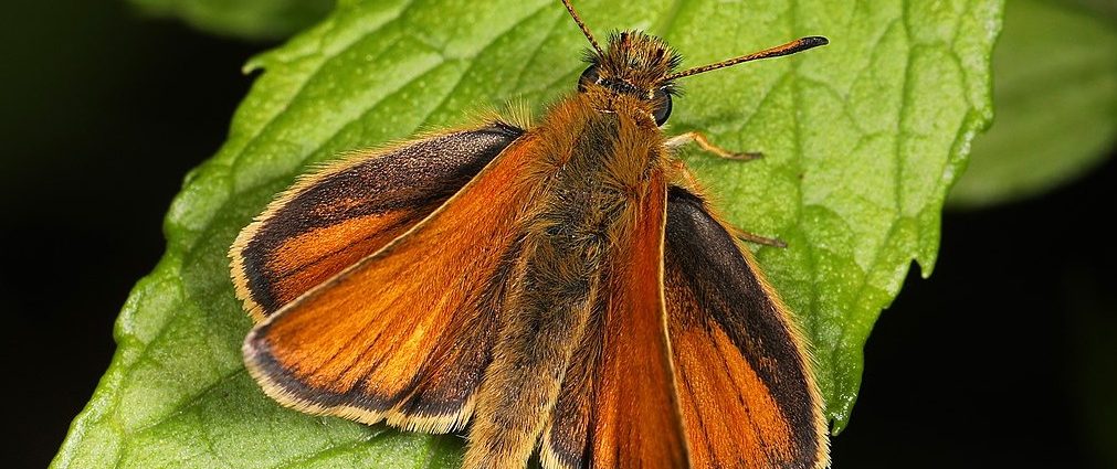 hollandiai lepkepopuláció Thymelicus_lineola