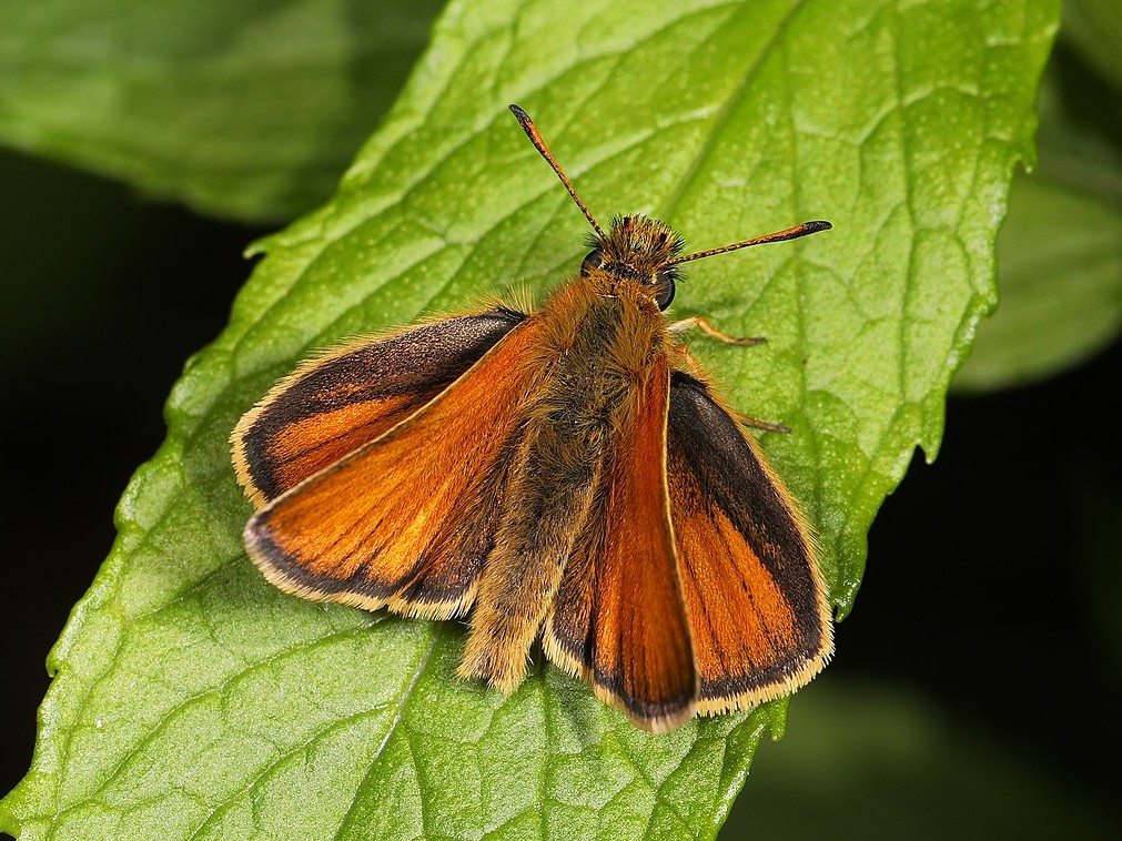 hollandiai lepkepopuláció Thymelicus_lineola