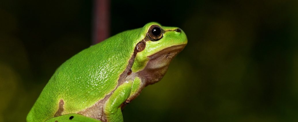 levelibékák zöld levelibéka hyla arborea pixa 2