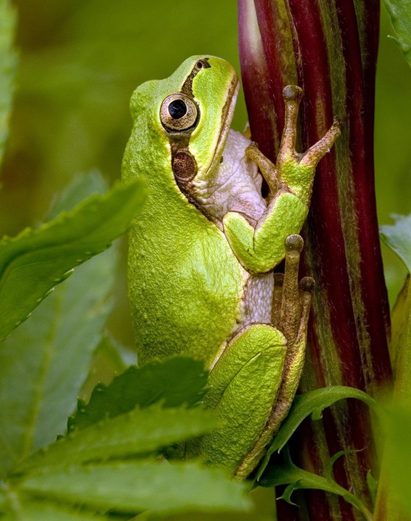 levelibékák zöld levelibéka hyla arborea pixa adomány