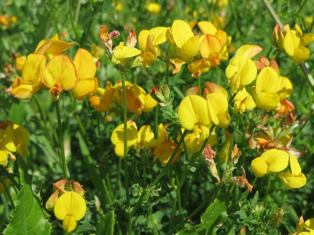 szarvaskerep vetése méhlegelő lotus corniculatus pixa 1