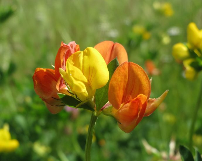 szarvaskerep vetése méhlegelő lotus corniculatus pixa 2