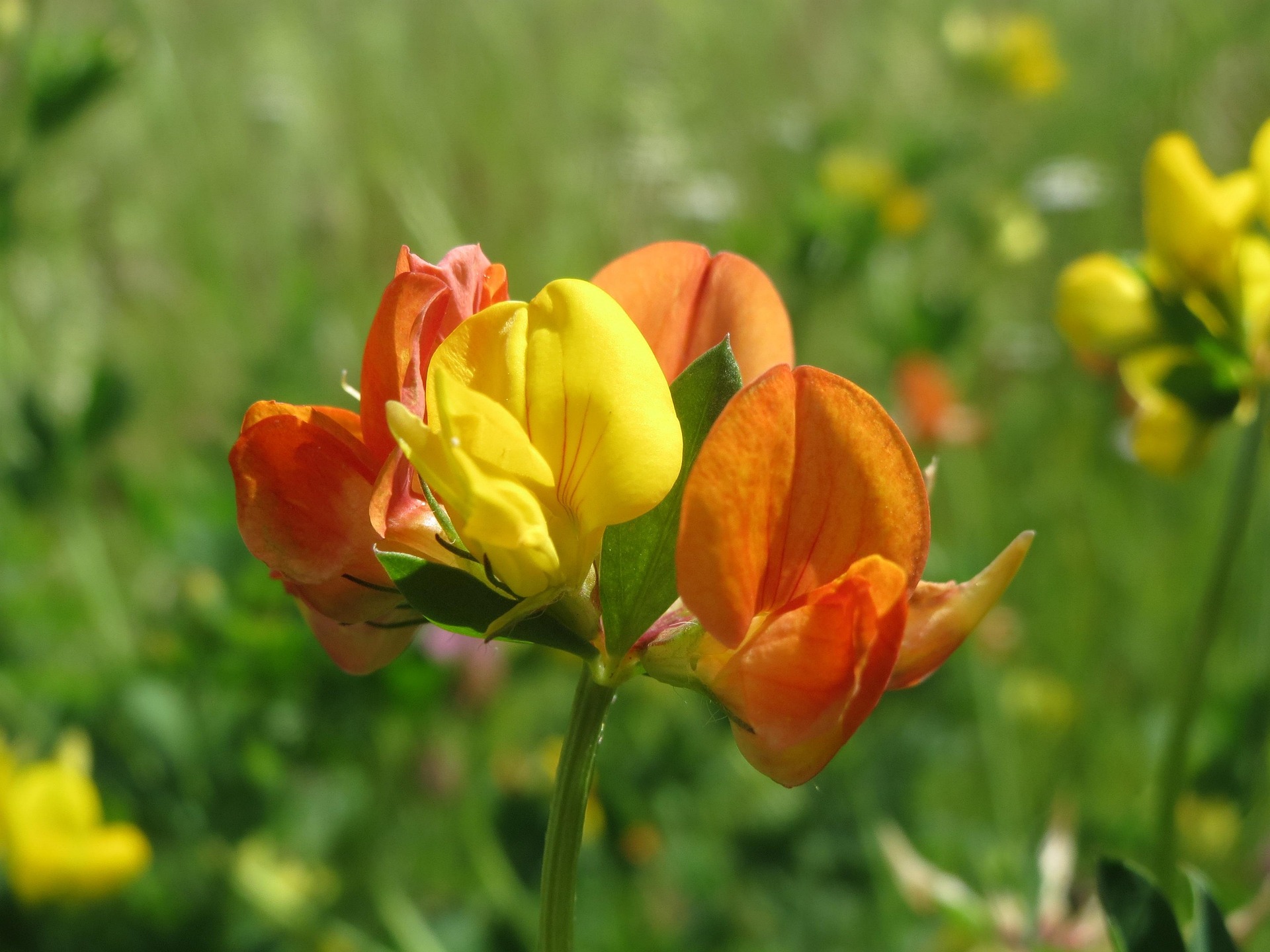 szarvaskerep vetése méhlegelő lotus corniculatus pixa 2