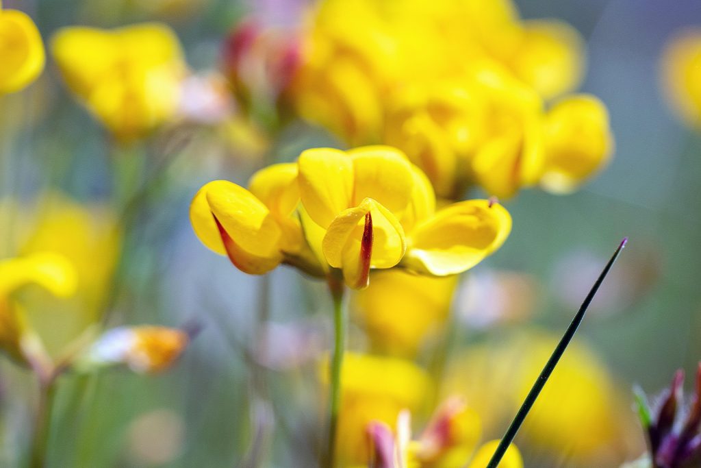 szarvaskerep vetése méhlegelő lotus corniculatus pixa 3