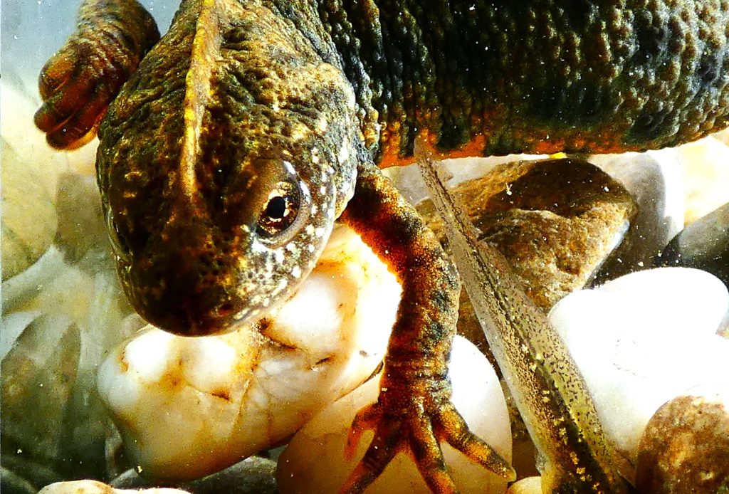 2000 Alpesi tarajosgőte Tirturus carnifex 2025 Magyarország tarajosgőték határozás ebihal gyepi béka