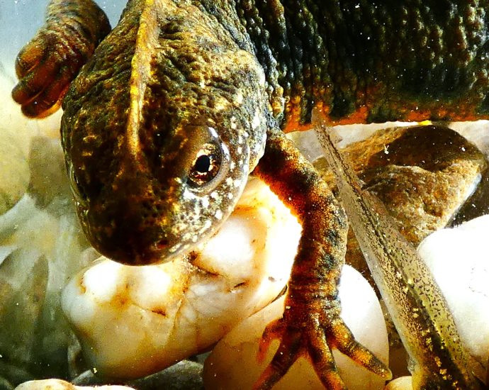 2000 Alpesi tarajosgőte Tirturus carnifex 2025 Magyarország tarajosgőték határozás ebihal gyepi béka