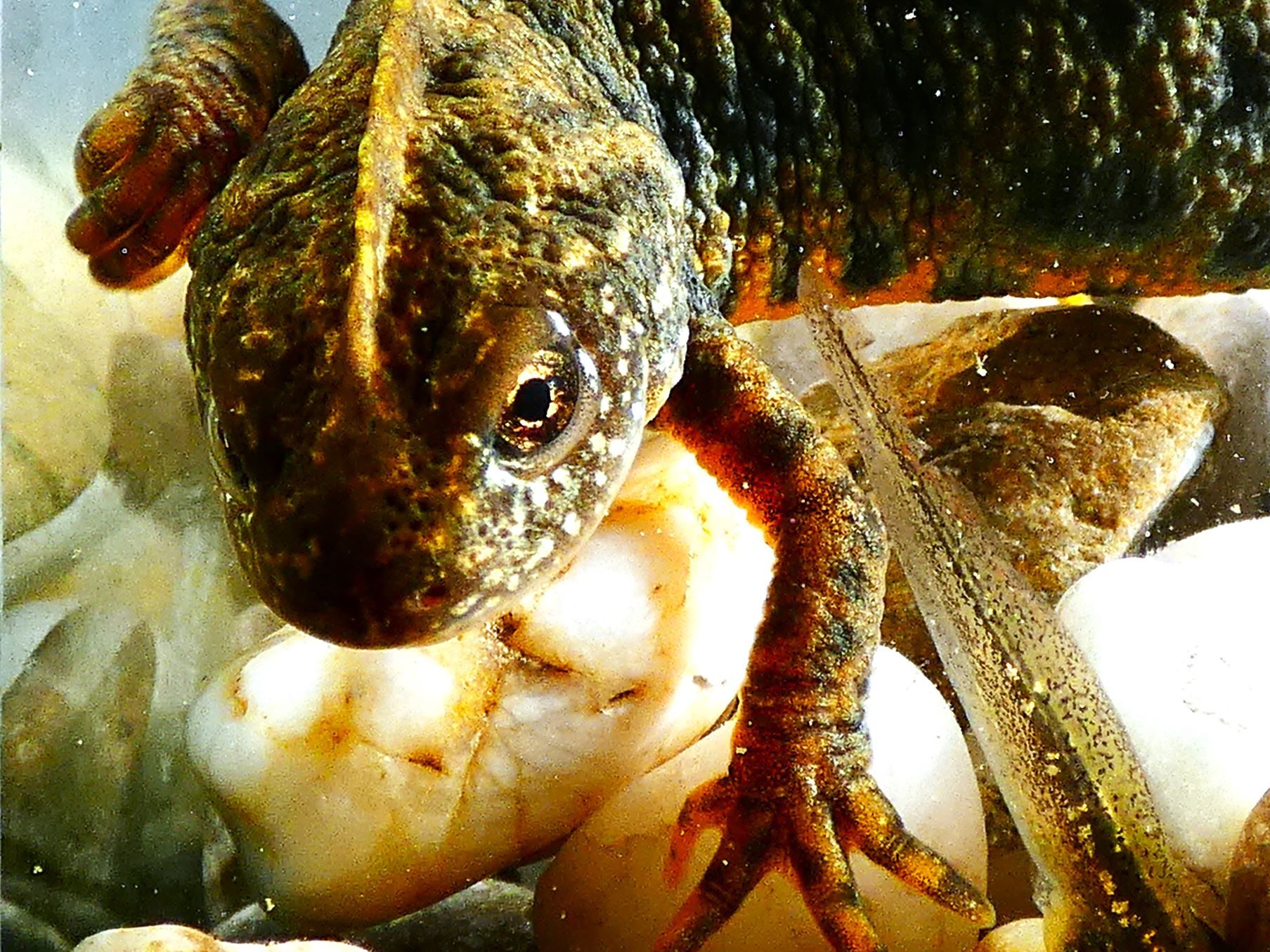 2000 Alpesi tarajosgőte Tirturus carnifex 2025 Magyarország tarajosgőték határozás ebihal gyepi béka