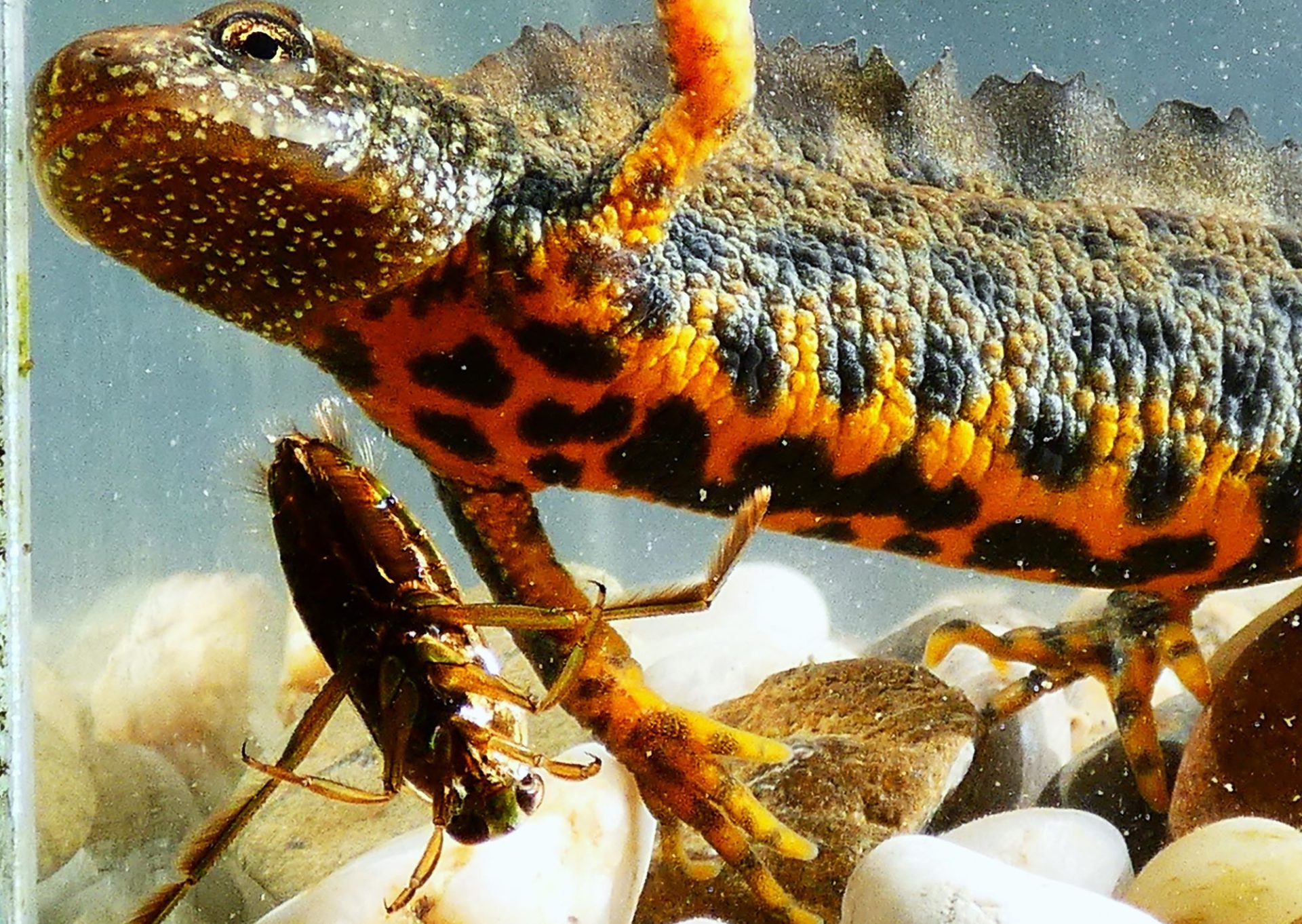 2000 Alpesi tarajosgőte Tirturus carnifex 2025 Magyarország tarajosgőték határozás hanyattúszó poloska