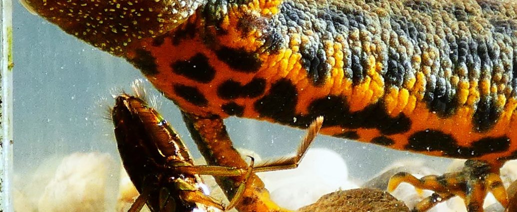 2000 Alpesi tarajosgőte Tirturus carnifex 2025 Magyarország tarajosgőték határozás hanyattúszó poloska