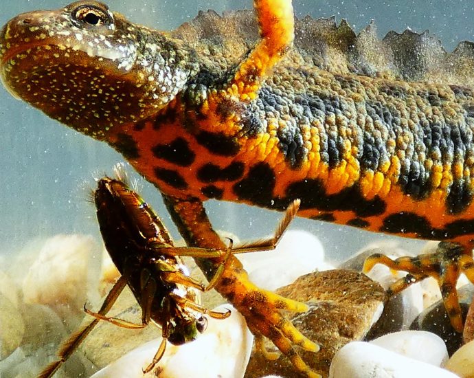 2000 Alpesi tarajosgőte Tirturus carnifex 2025 Magyarország tarajosgőték határozás hanyattúszó poloska