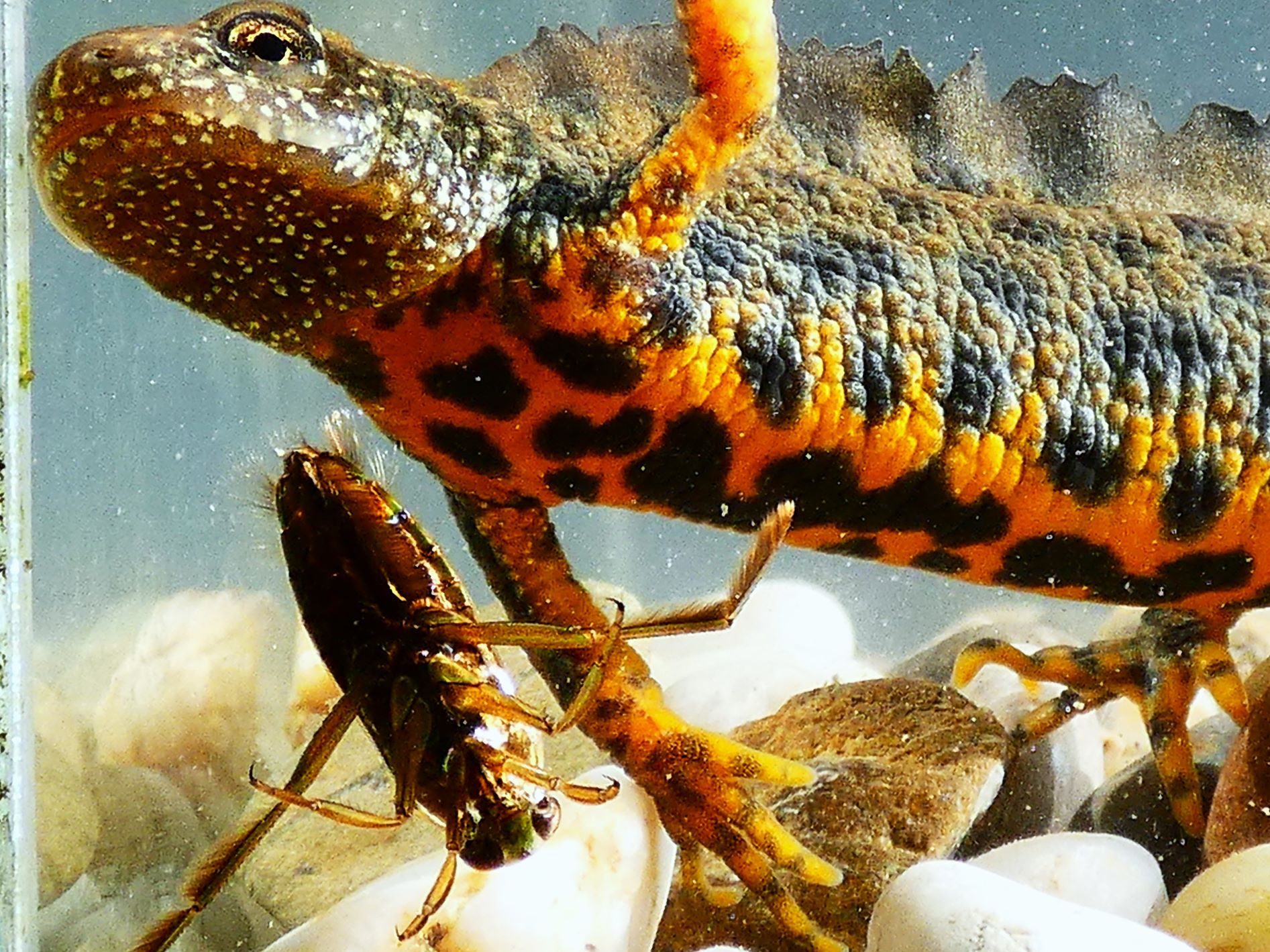 2000 Alpesi tarajosgőte Tirturus carnifex 2025 Magyarország tarajosgőték határozás hanyattúszó poloska