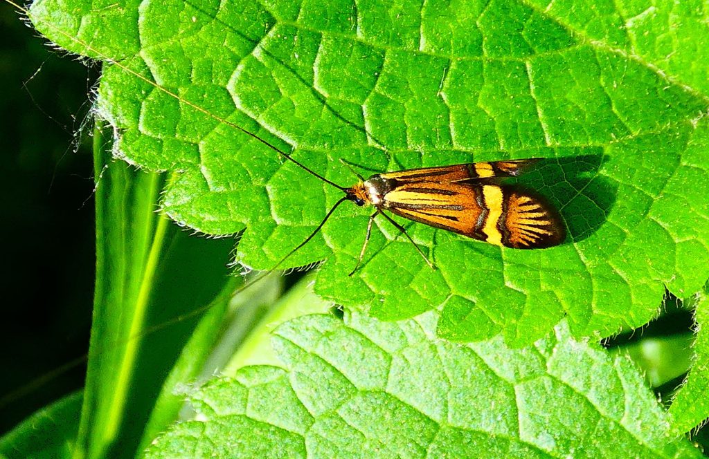 2000 Pompás tőrösmoly Nemophora degeerella longhorn moth or yellow-barred long-horn 10