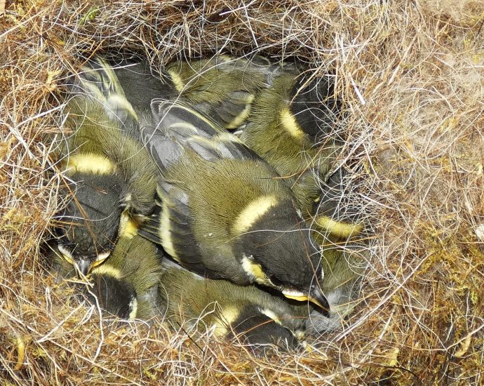 2000 Széncinege Parus major fiókák mesterséges odúban madárodú 2025.-05.10. 3