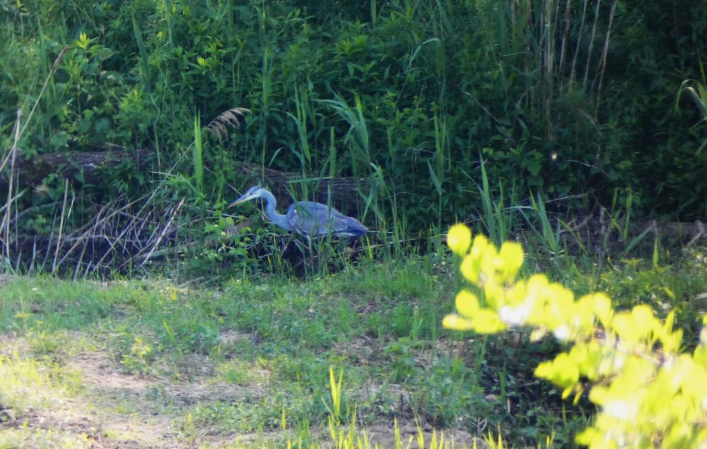 2000 Szürke gém Ardea cinerea 2025.05.10. Nagyfűz-gázló