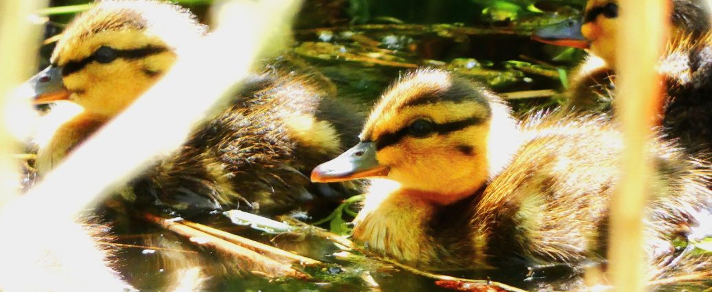2000 Tőkés réce Anas platyrhynchos fiókák kiskacsák Hód-víz 2025.05.11.közeli