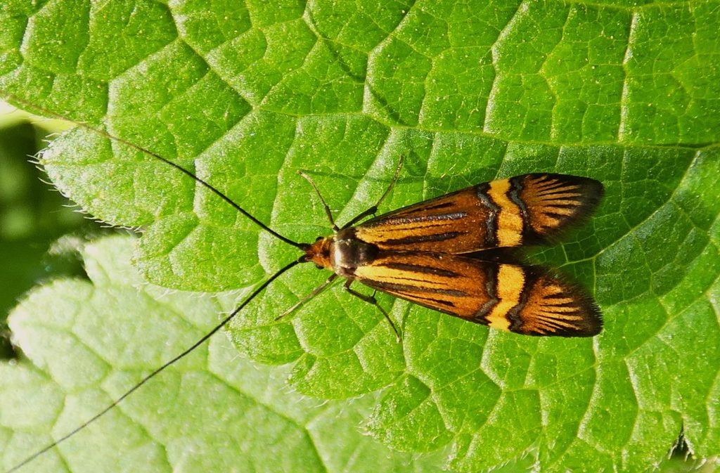 pompás dárdásmoly 1 Nemophora degeerella álló 5 longhorn moth or yellow-barred long-horn