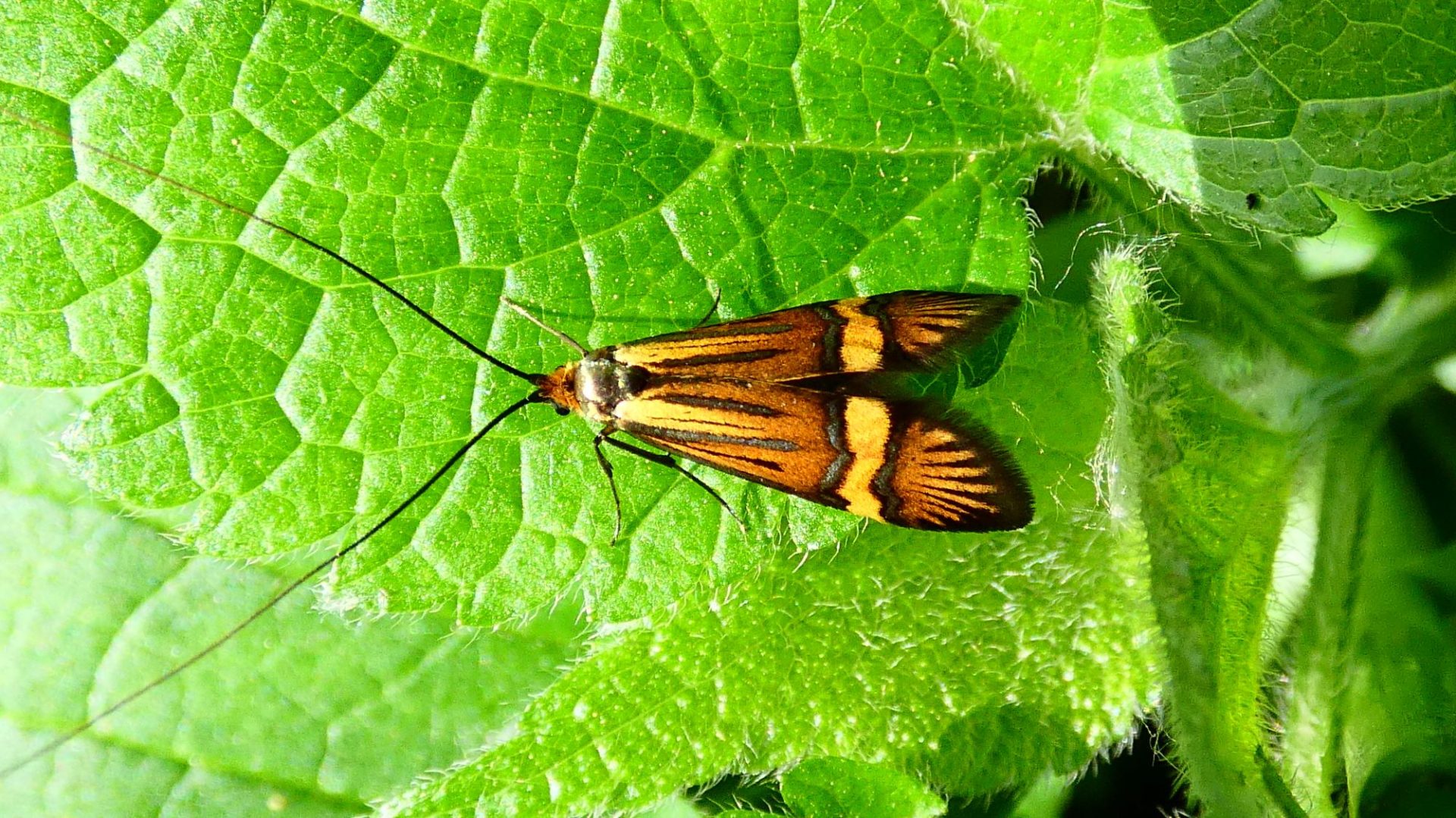 2000 pompás tőrösmoly Nemophora degeerella 1