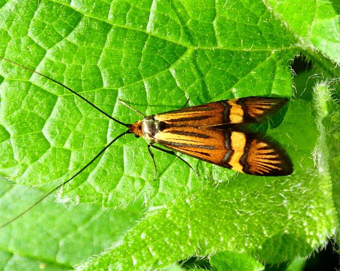 2000 pompás tőrösmoly Nemophora degeerella 1