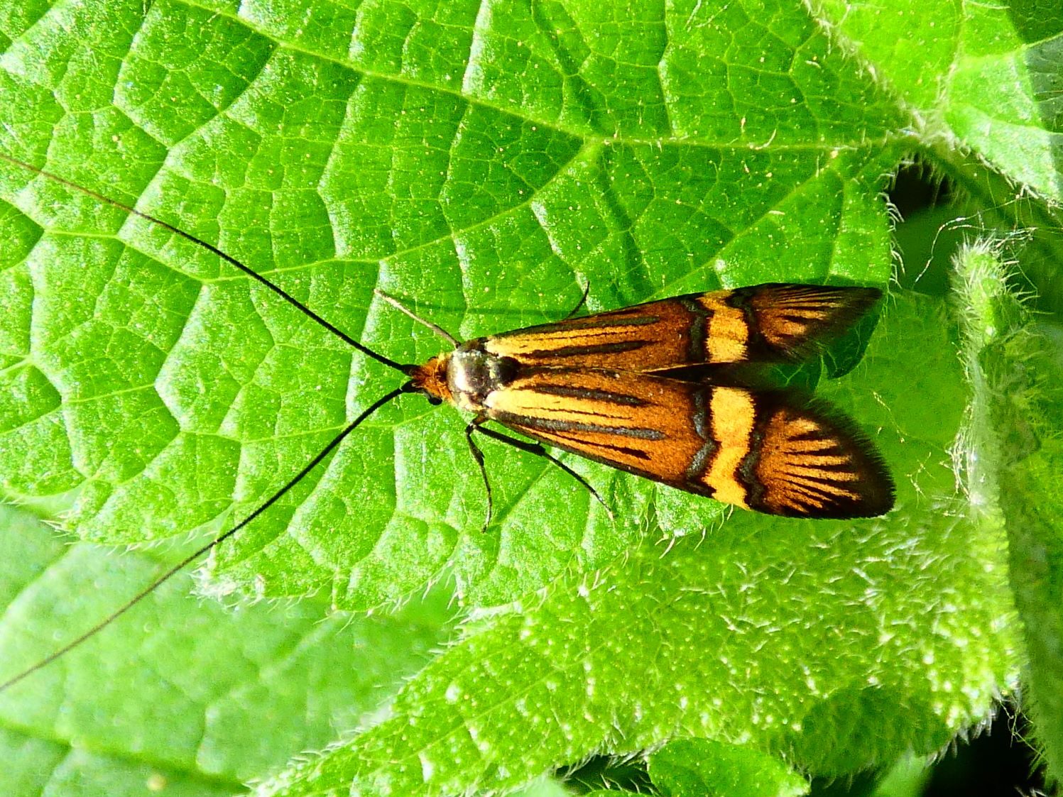 2000 pompás tőrösmoly Nemophora degeerella 1