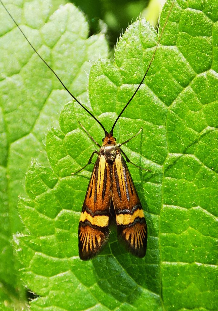 pompás dárdásmoly 1 Nemophora degeerella álló 5 longhorn moth or yellow-barred long-horn