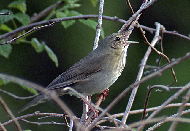 Berki tücsökmadár Locustella fluviatilis wiki 1