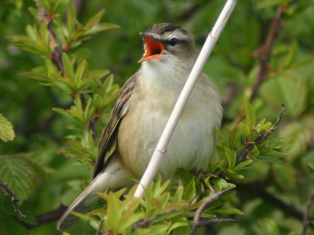 Foltos nádiposzáta Acrocephalus schoenobaenus wiki