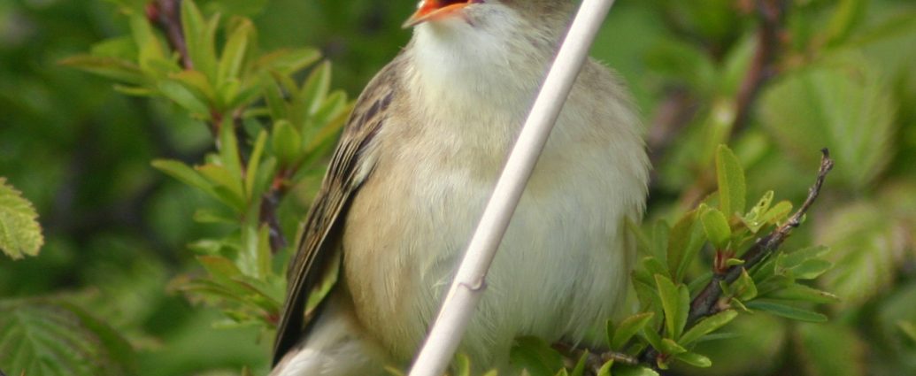 Foltos nádiposzáta Acrocephalus schoenobaenus wiki