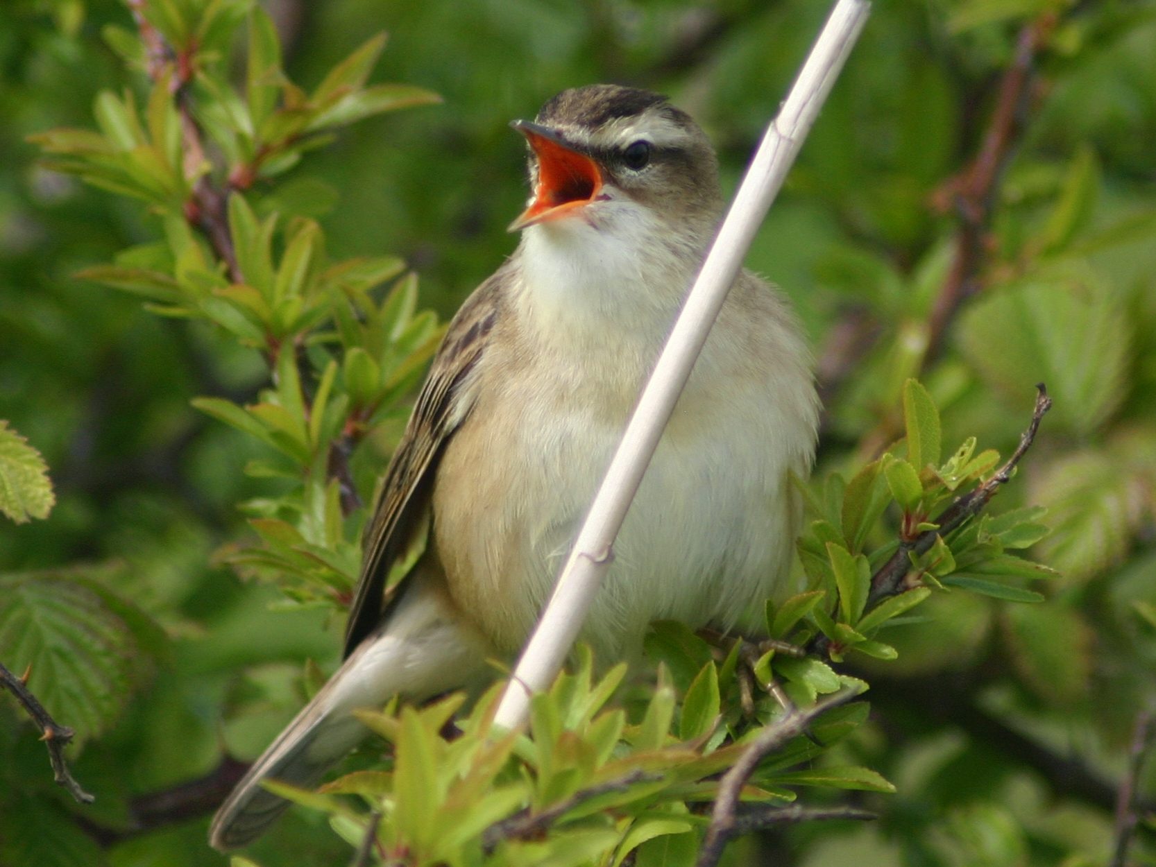 Foltos nádiposzáta Acrocephalus schoenobaenus wiki