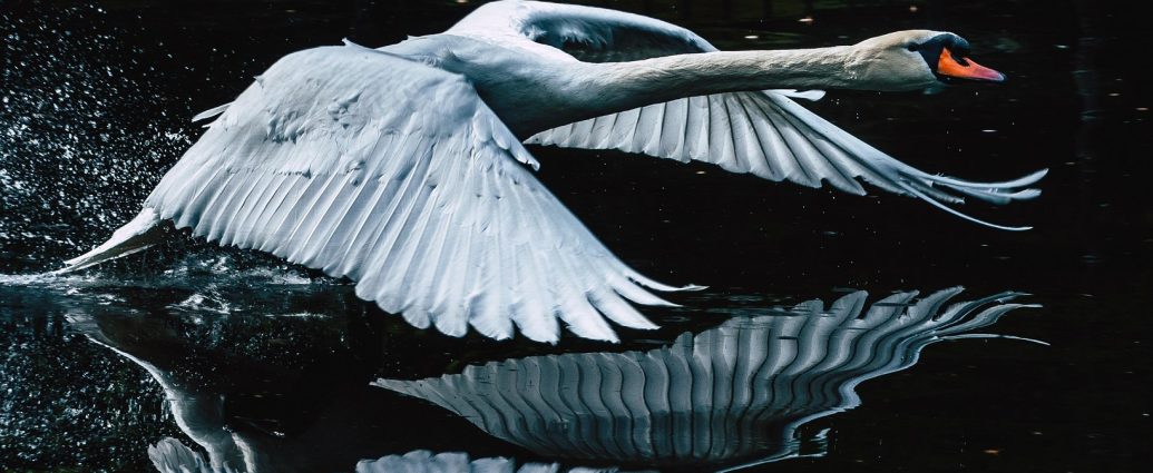 madárlista Hattyú Bütykös hattyú Cygnus olor pixa