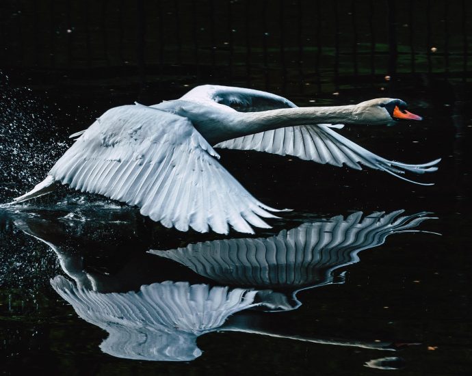 madárlista Hattyú Bütykös hattyú Cygnus olor pixa