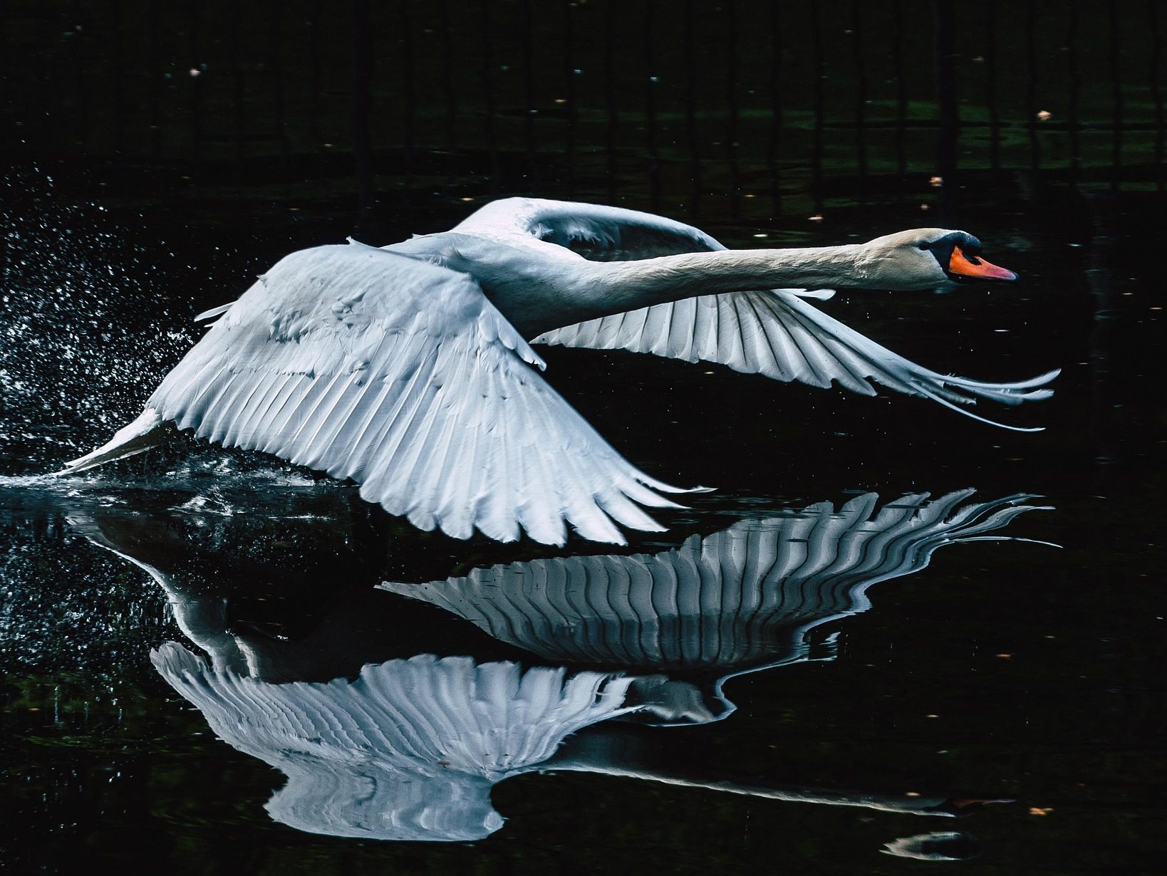 madárlista Hattyú Bütykös hattyú Cygnus olor pixa