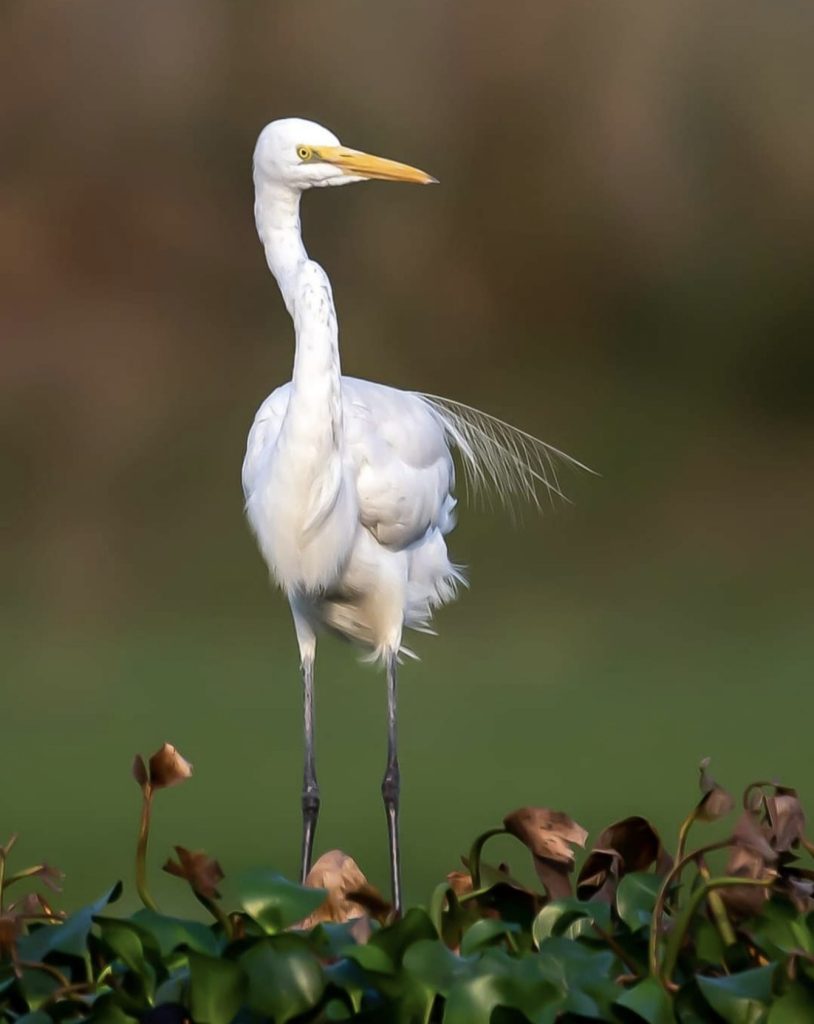 Nagy kócsag Egretta alba gémek gémfélék kócsagok vízimadarak pixa