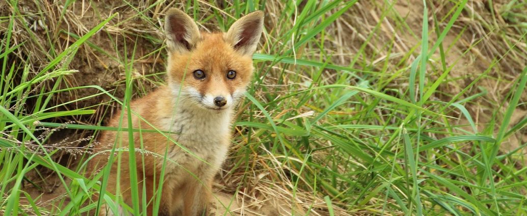 Róka Vulpes vulpes kölyök kis róka rókakölyök pixa