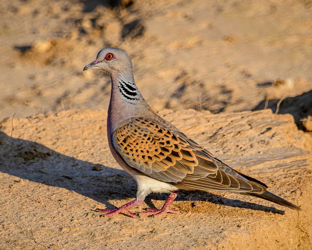 Vadgerle Streptopelia turtur wiki
