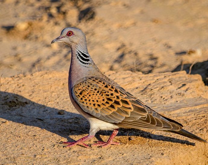 Vadgerle fészkelése hangja Streptopelia turtur