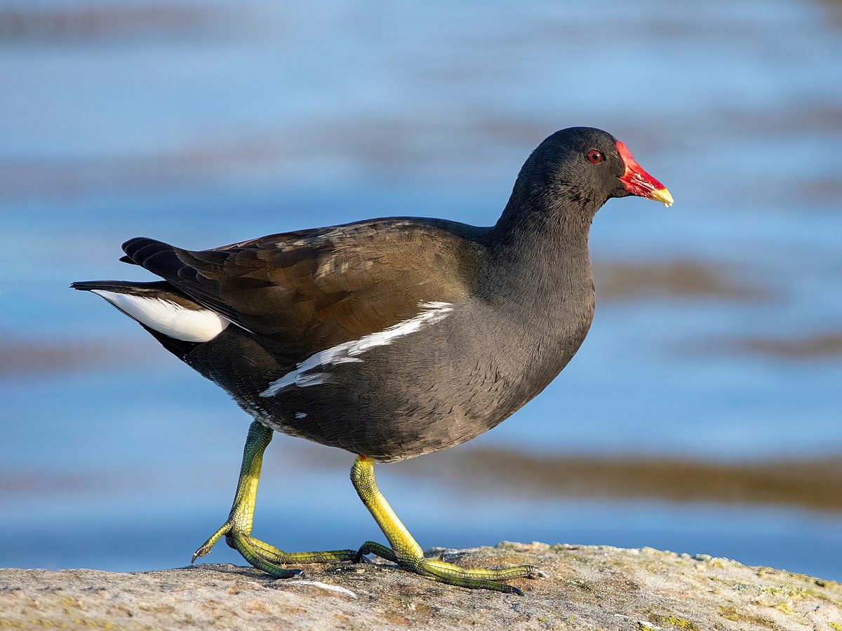 Vízityúk Common Moorhen Gallinula chloropus fészek kotlás wiki angol parton