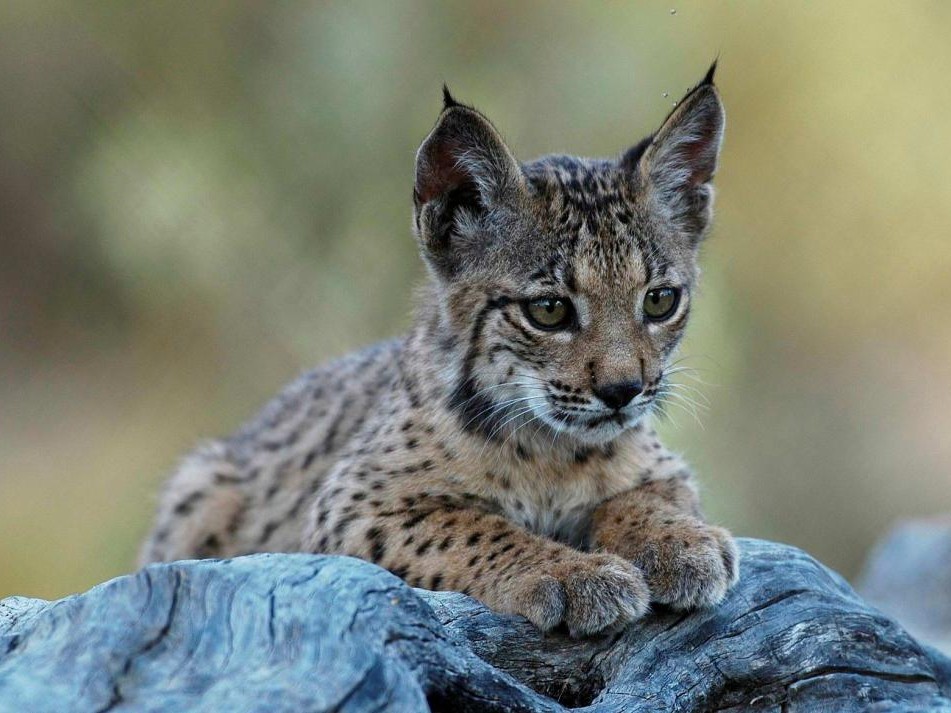 a világ legritkább macskaféléje Iberian_Lynx_cub Lynx pardinus ibériai hiúz