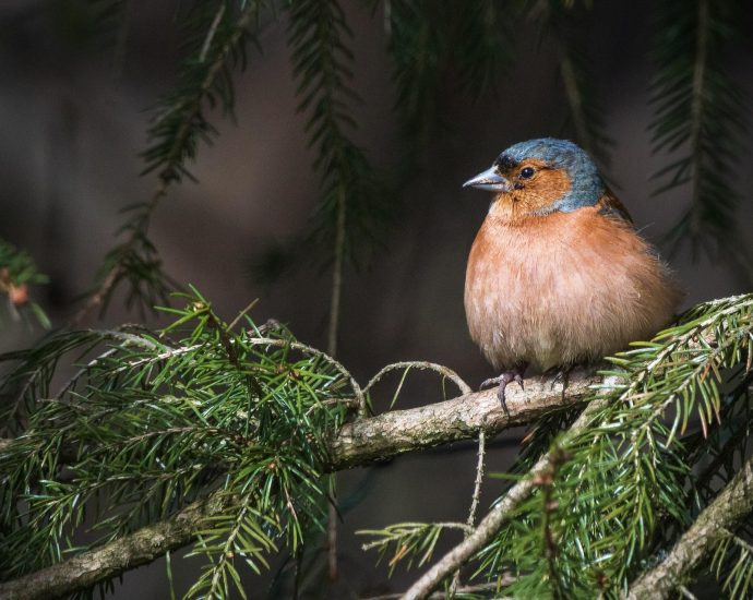 erdei pinty Fringilla coelebs Madarak és fák napja madarak pinty
