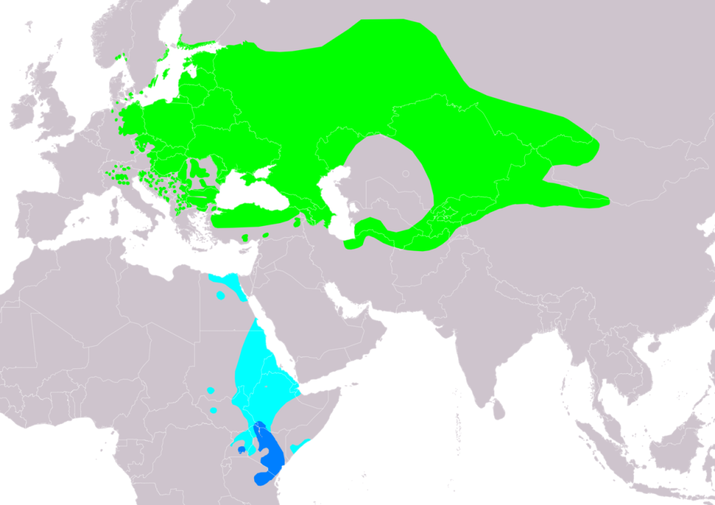 karvalyposzáta Sylvia nisorai elterjedés Európa Magyarország poszáták wiki