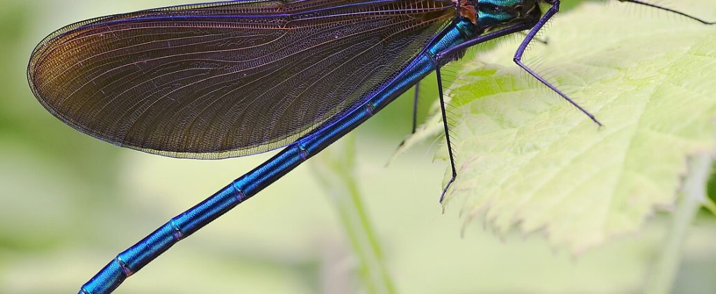 kisasszony-szitakötő védett szitakötők wiki Calopteryx virgo rovarok vízi rovarok patakok élővilága