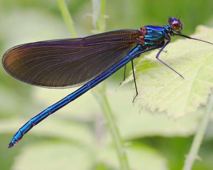 kisasszony-szitakötő védett szitakötők wiki Calopteryx virgo rovarok vízi rovarok patakok élővilága