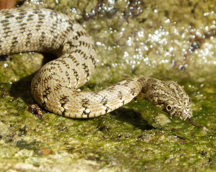 vízisikló kockás sikló Natrix kígyó kígyók vízikiígyó pixa 4