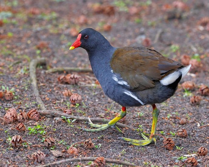 vízityúk Gallinula chloropus pixa