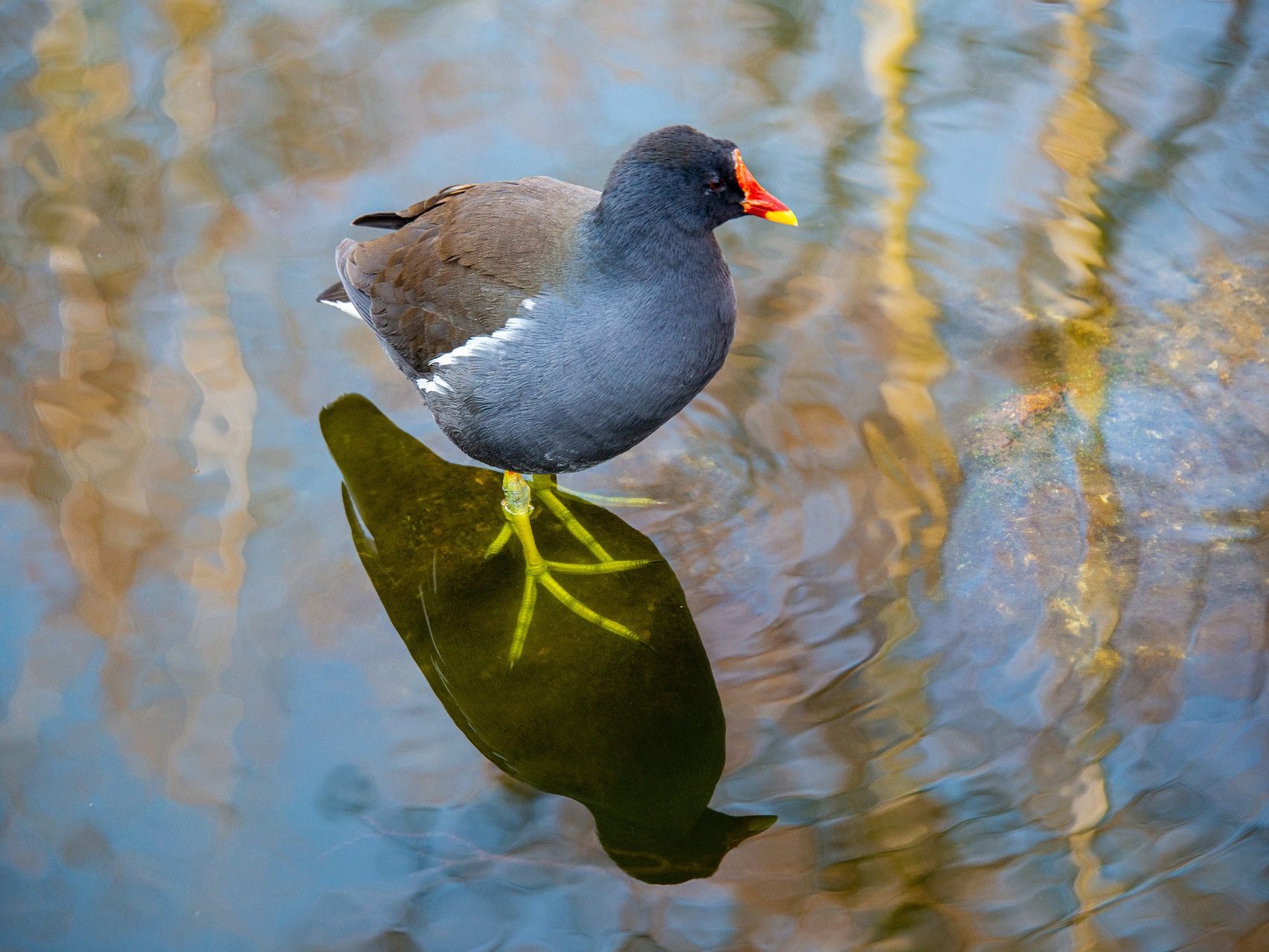 Vízityúk Gallinula chloropus
