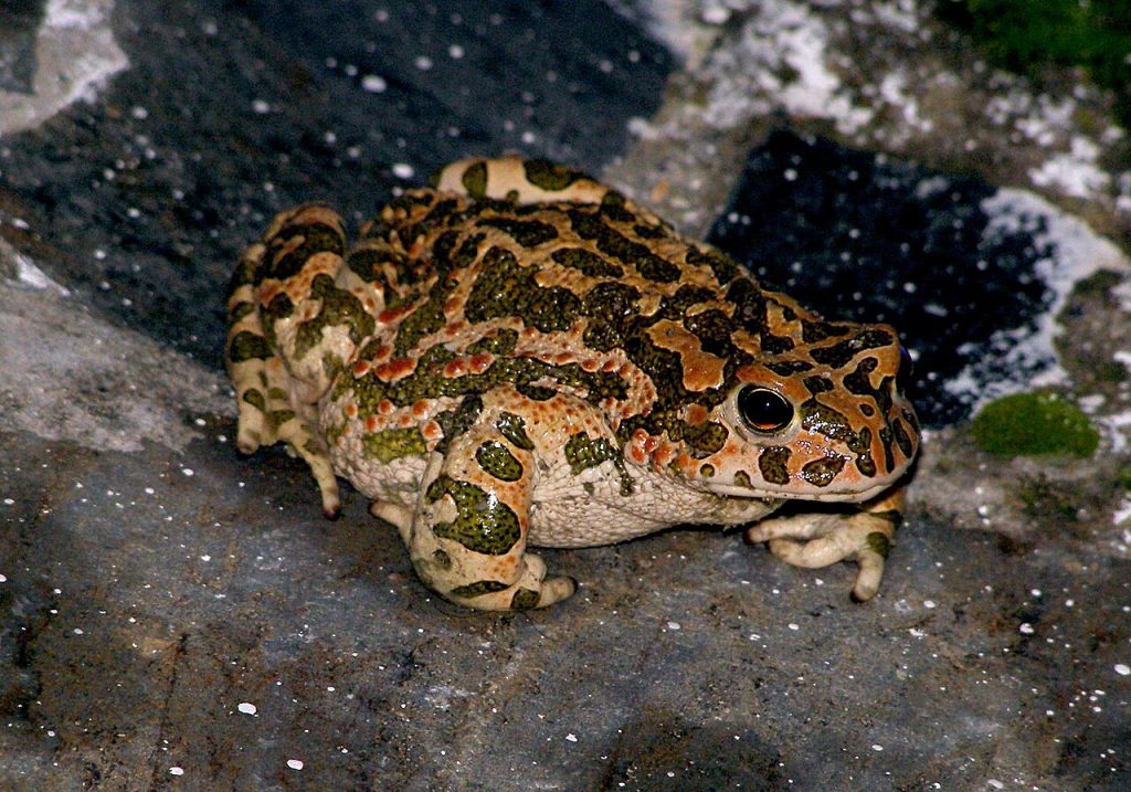 Zöld varangy Bufo viridis wiki