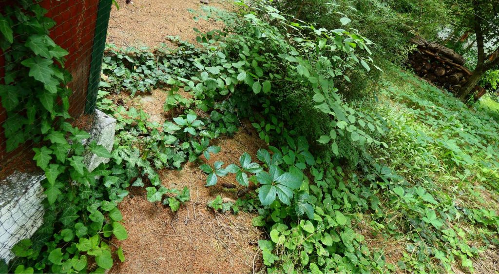 2000 Borostyán kert biodiverzitás citromlepke védelem természetvédelem 2025.06.20.